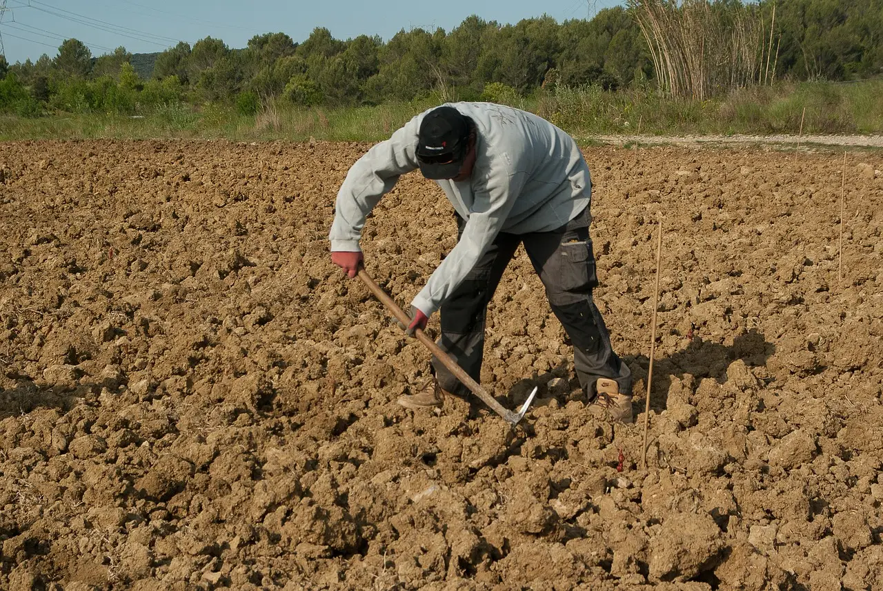 farmer, plantation, manual work-1367104.jpg