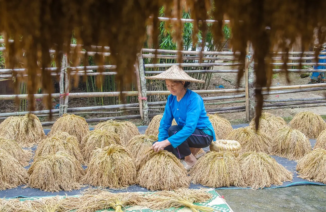 farmers, drying paddy, rice-4175971.jpg