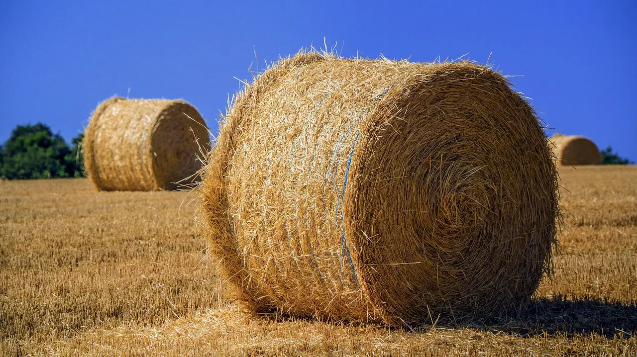 farming, harvest, field-4375203.jpg