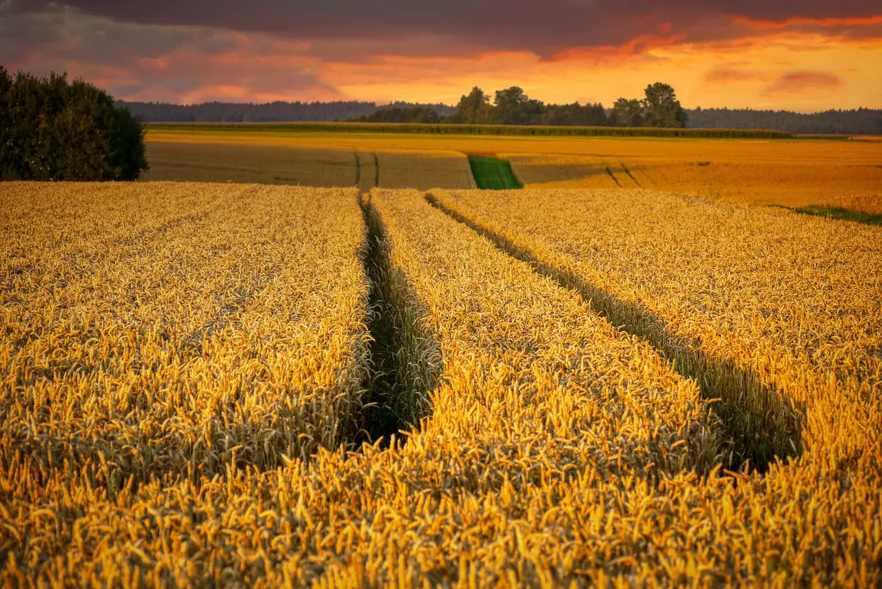 harvest, fields, wheat field-5032885.jpg